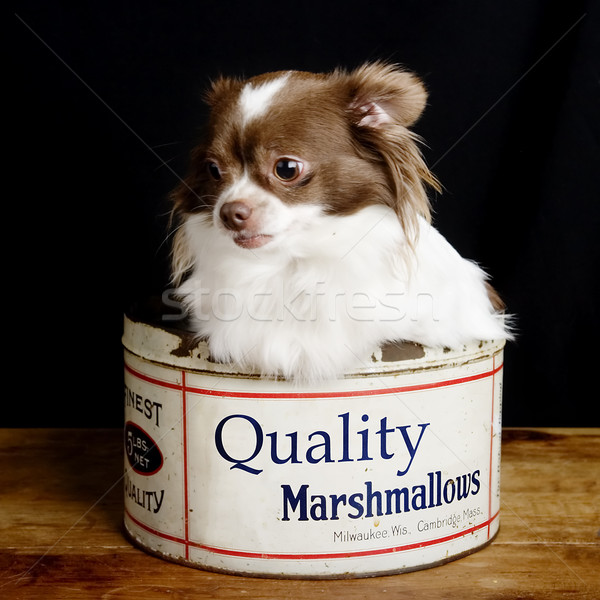 Stock photo: Chiwawa