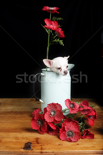 Chihuahua Love Stock photo © SimpleFoto