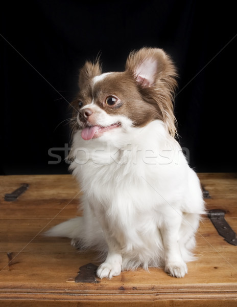 Chiwawa Stock Photo C Simplefoto 1146 Stockfresh