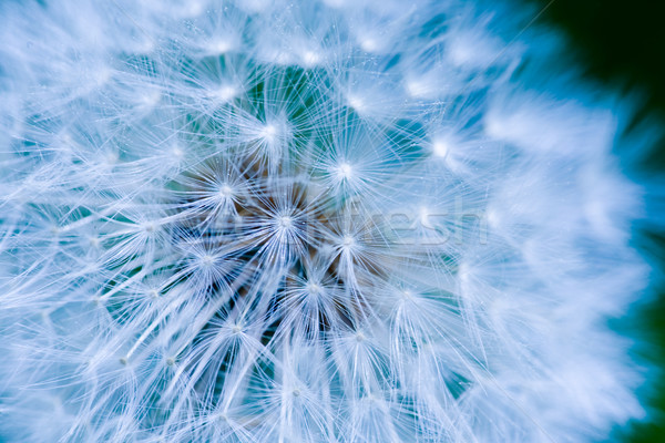 Dandelion Seed Background Stock photo © SimpleFoto