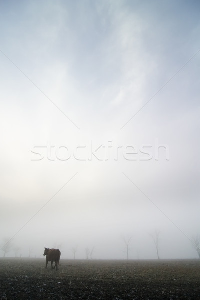 Kuh Nebel Prärie neblig Winter Tag Stock foto © SimpleFoto