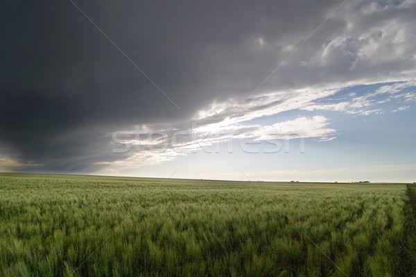 Stock photo: Prairie Sky Landscape