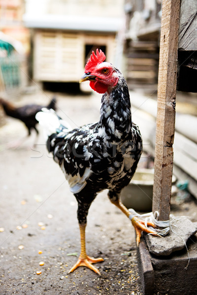 White and Black Chicken Stock photo © SimpleFoto
