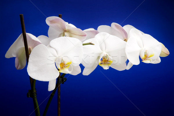 White Orchid Stock photo © SimpleFoto
