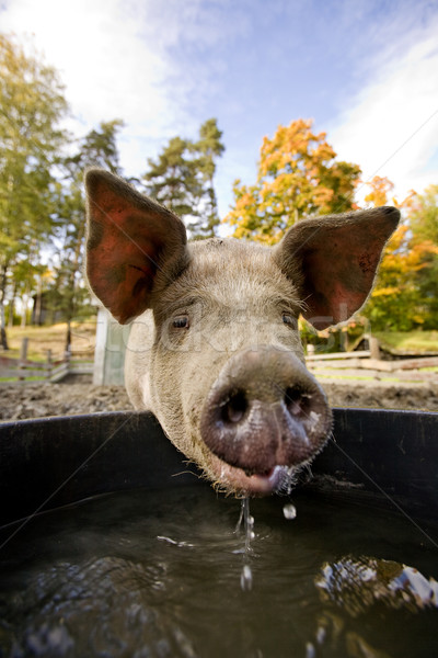 Schwein Wasser Schüssel trinken Bewässerung glücklich Stock foto © SimpleFoto