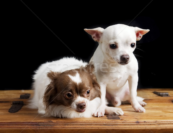 Cute Chihuahua Pair Stock photo © SimpleFoto
