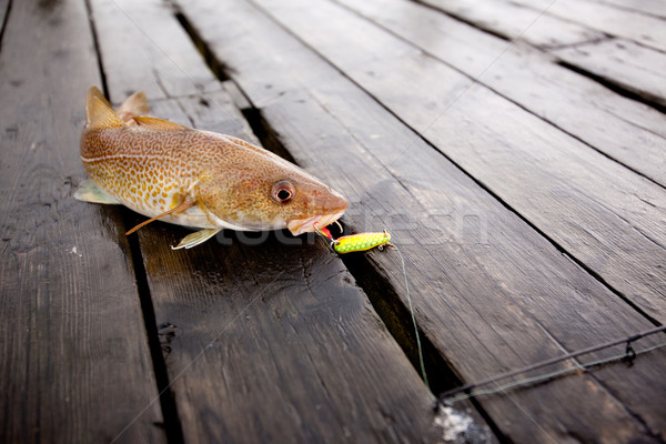 Cod Fish Stock photo © SimpleFoto