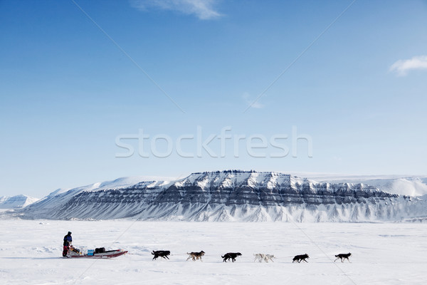 Kutya expedíció fut terméketlen tél tájkép Stock fotó © SimpleFoto