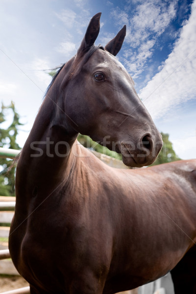 Horse Stock photo © SimpleFoto