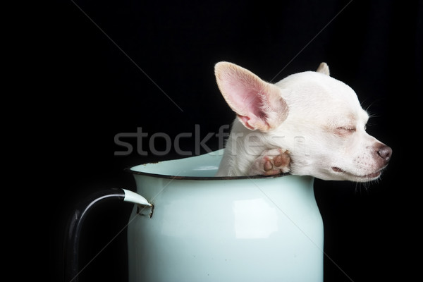 Resting Chihuahua Stock photo © SimpleFoto