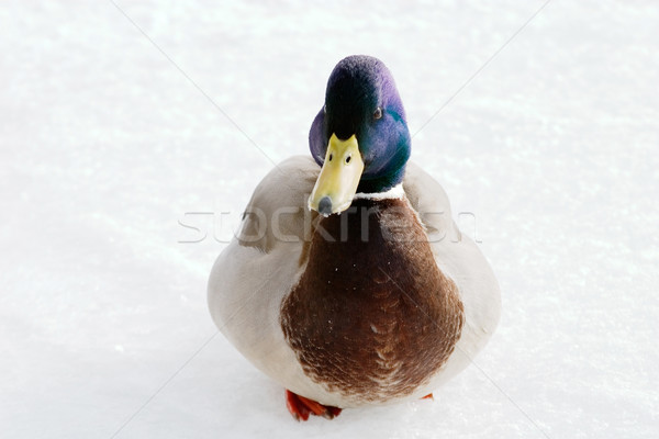 Stockfoto: Mannelijke · eend · sneeuw · ijs · winter · veer