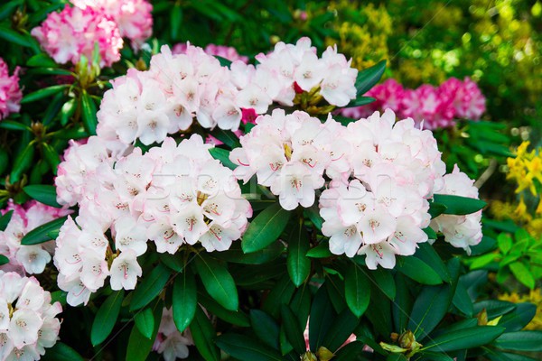 Beautiful park garden in spring.  Stock photo © simpson33