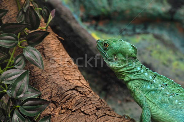 green plumed basilisk Stock photo © sirylok