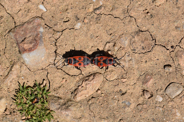 Insecten twee Rood lopen achteruit voorjaar Stockfoto © sirylok