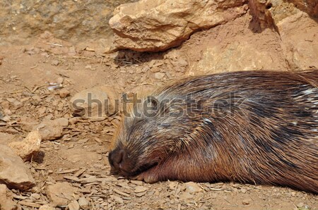 indian crested porcupines Stock photo © sirylok