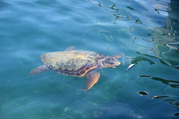 Zee schildpad klein vis strand Stockfoto © sirylok