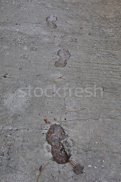Pegadas cão pata molhado concreto superfície Foto stock © sirylok