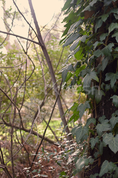 green ivy forest plants Stock photo © sirylok