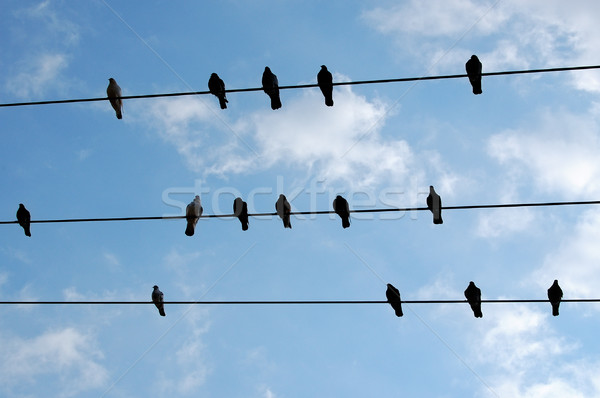 Kuşlar güvercin tel gökyüzü doğa Stok fotoğraf © sirylok