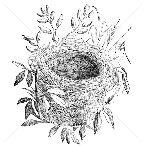 bird nest vintage illustration Stock photo © sirylok