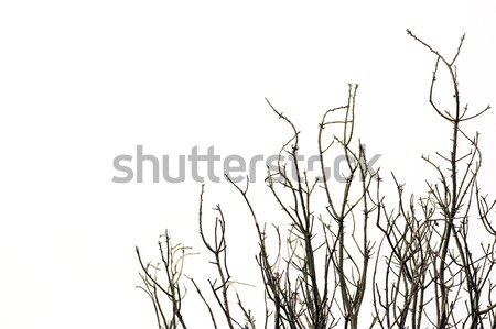 Fekete ágak lombtalan fa fehér feketefehér Stock fotó © sirylok
