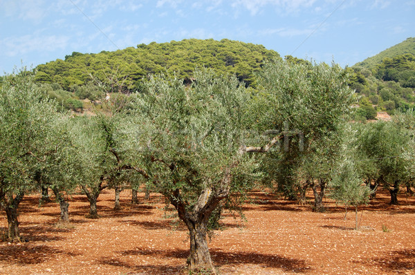 Oliva árvores plantação aldeia ilha zakynthos Foto stock © sirylok