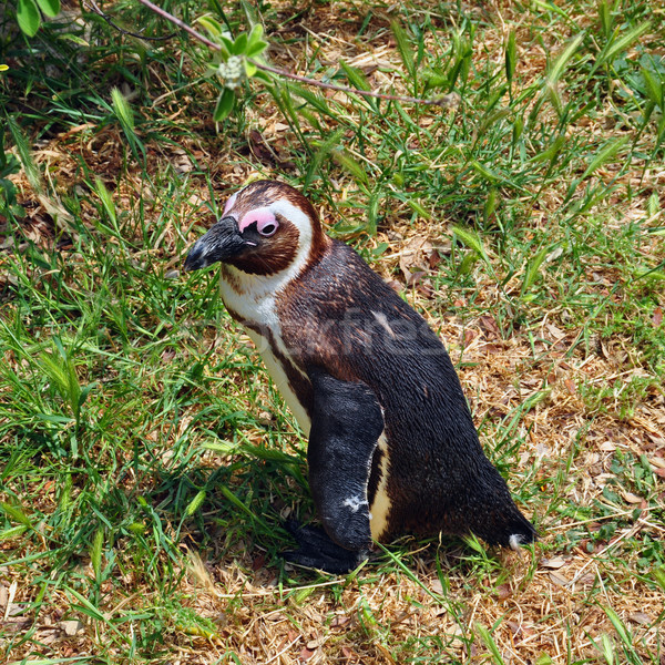 african penguin Stock photo © sirylok