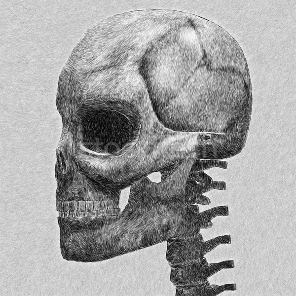 human skull sketch Stock photo © sirylok