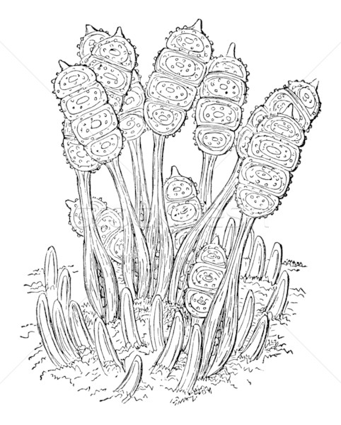 Liści marka mikroskopijny roślin vintage ilustracja Zdjęcia stock © sirylok