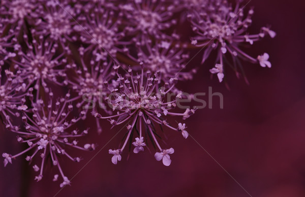 yarrow flowering plant Stock photo © sirylok