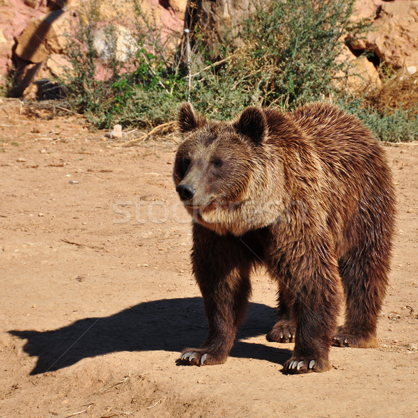 Niedźwiedź brunatny zwierząt niebezpieczny jeden Zdjęcia stock © sirylok