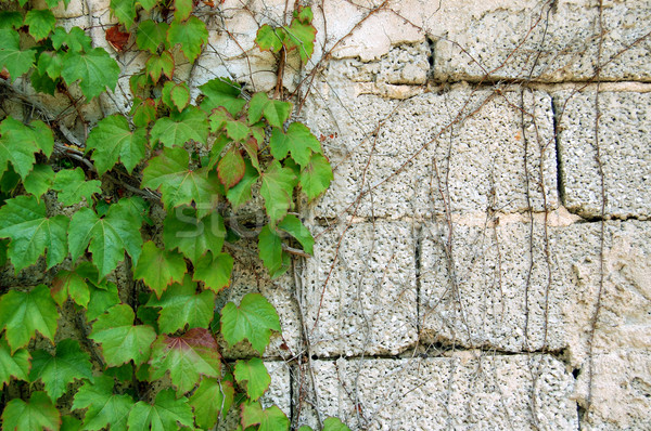 Verde hiedra creciente cemento pared de ladrillo resumen Foto stock © sirylok