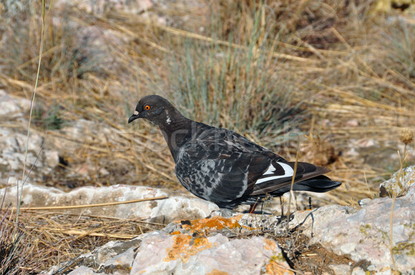 rock dove pigeon Stock photo © sirylok