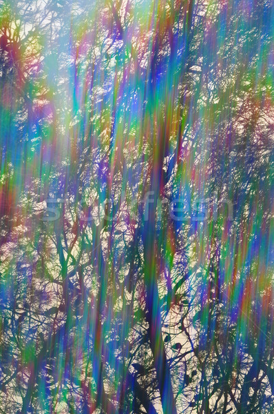 light streaks through pine tree branches Stock photo © sirylok