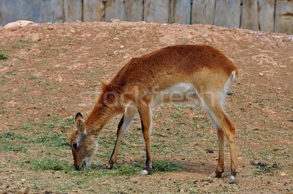 lechwe antelope Stock photo © sirylok