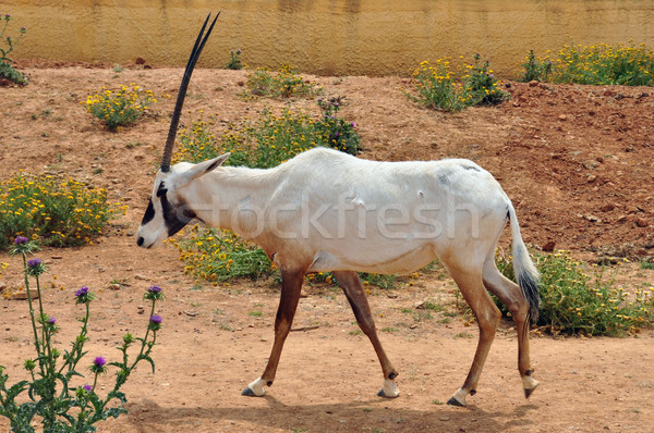 arabian oryx Stock photo © sirylok