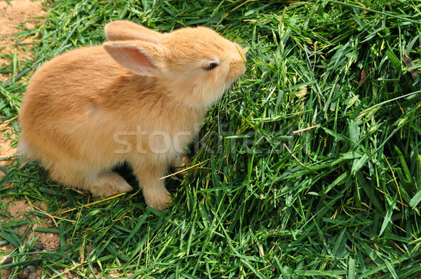 bunny rabbit feeding on grass Stock photo © sirylok