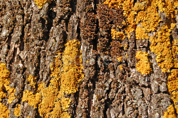 Olivo wood texture giallo abstract dettaglio Foto d'archivio © sirylok