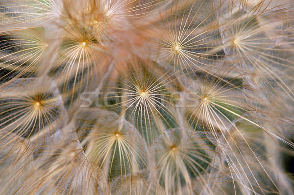 Dandelion kwitnienia roślin makro streszczenie tekstury Zdjęcia stock © sirylok