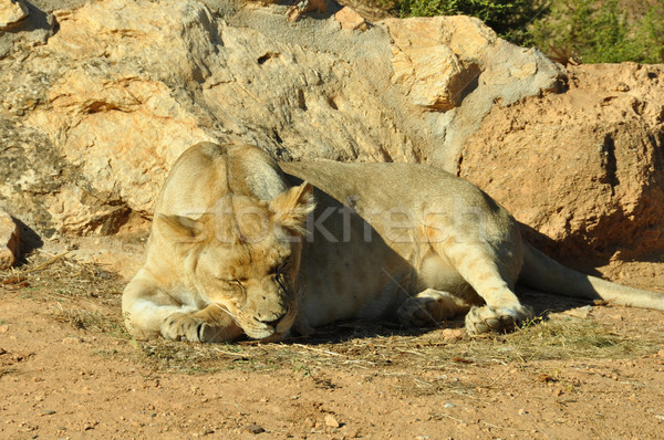 sleeping lion Stock photo © sirylok