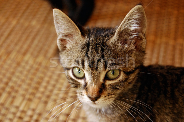 Grau Kätzchen grüne Augen Porträt Augen Stock foto © sirylok