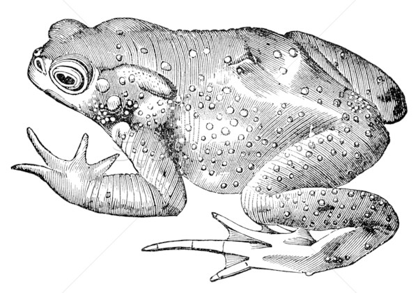 toad frog vintage illustration Stock photo © sirylok