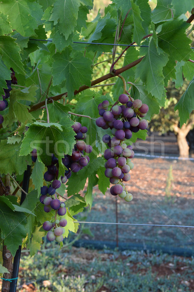 Lila Trauben Obst voll Sommerzeit ländlichen Stock foto © sirylok