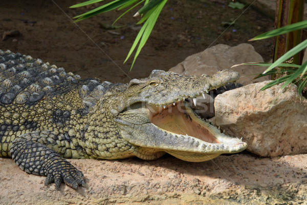 crocodile jaws wild animal Stock photo © sirylok