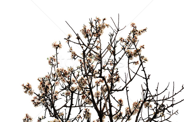 almond tree flowers spring season Stock photo © sirylok