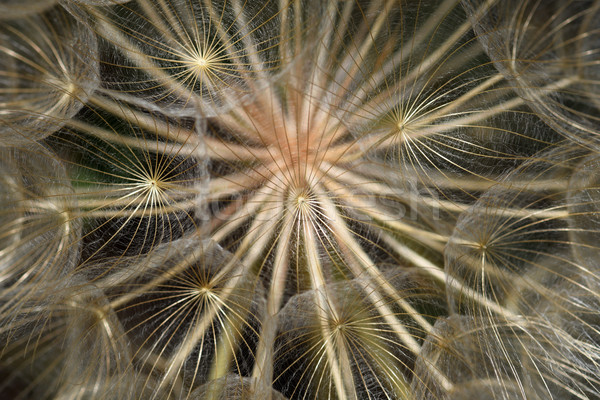 одуванчик цветок голову завода высушите Сток-фото © sirylok