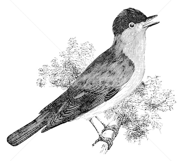 blackcap bird vintage illustration Stock photo © sirylok