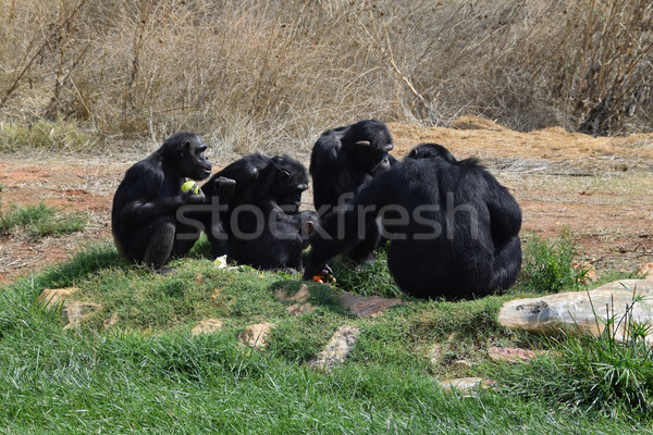 chimpanzees wild animals Stock photo © sirylok