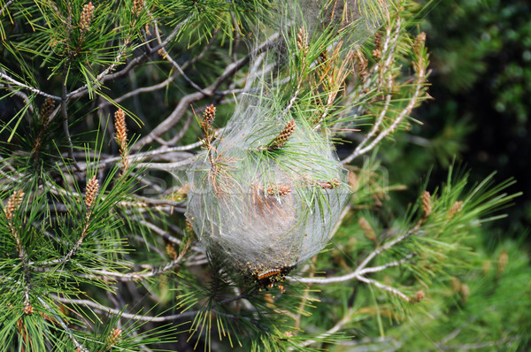 Anlage Krankheit Kiefer infiziert Raupe Baum Stock foto © sirylok