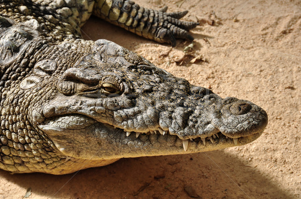 nile crocodile wild animal Stock photo © sirylok